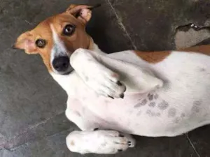 Cachorro raça Vira Lata idade 7 a 11 meses nome Mini