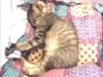 Gatinha 