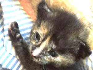 Gato raça SRD idade Abaixo de 2 meses nome Blend