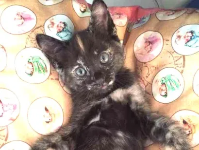 Gato raça SRD idade Abaixo de 2 meses nome coffee