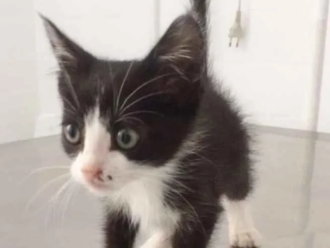 Gato ra a SRD idade 2 a 6 meses nome VICKY