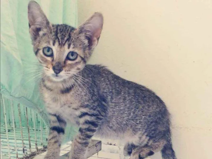 Gato ra a SRD idade 2 a 6 meses nome CHER