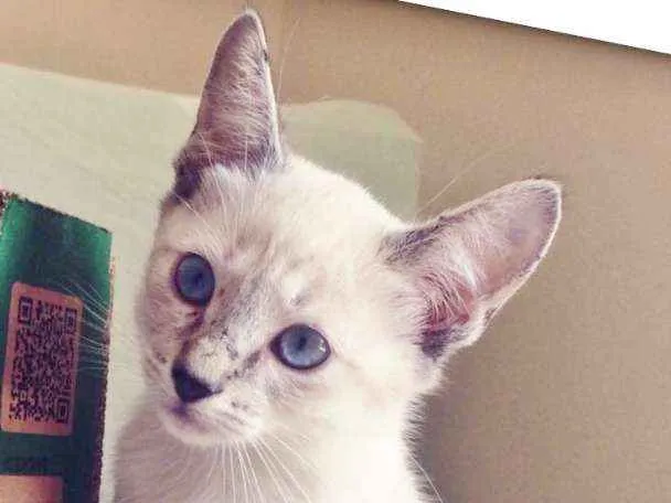 Gato ra a SRD idade 2 a 6 meses nome YASMIN