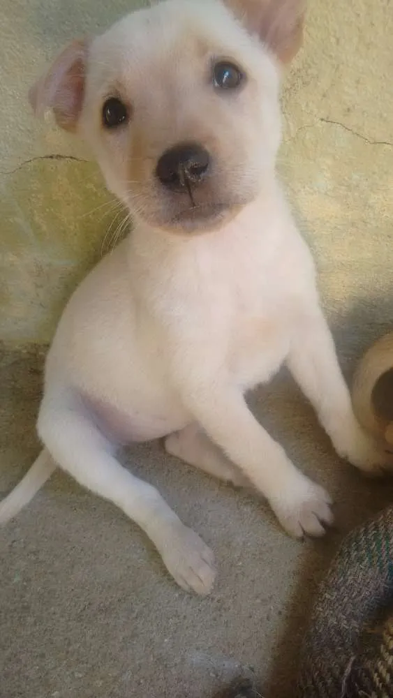 Cachorro ra a  idade Abaixo de 2 meses nome Não tem nomes ainda