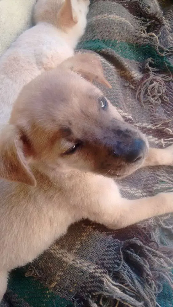 Cachorro ra a  idade Abaixo de 2 meses nome Não tem nomes ainda