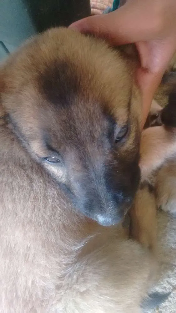 Cachorro ra a  idade Abaixo de 2 meses nome Não tem nomes ainda