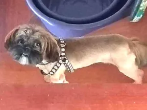 Cachorro raça Shitz idade 7 a 11 meses nome Duck GRATIFICA