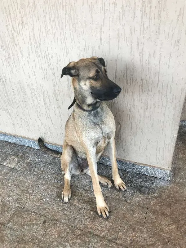 Cachorro ra a vira lata idade 1 ano nome Cacau