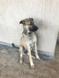 Cacau