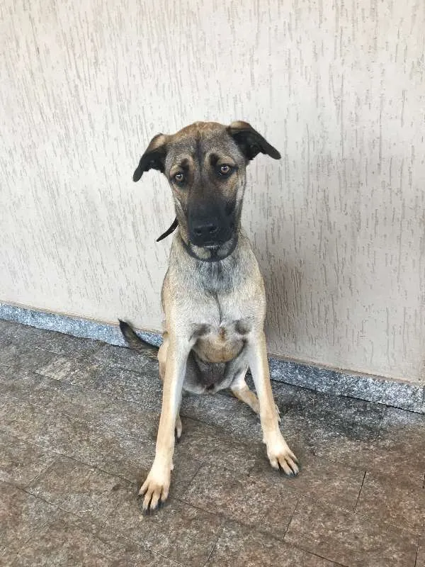 Cachorro ra a vira lata idade 1 ano nome Cacau