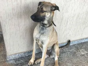 Cachorro raça vira lata idade 1 ano nome Cacau