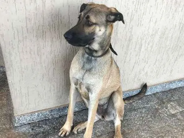 Cachorro ra a vira lata idade 1 ano nome Cacau