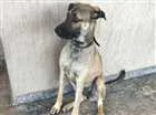Cachorro raça vira lata idade 1 ano nome Cacau