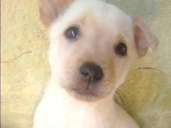 Cachorro ra a  idade Abaixo de 2 meses nome Não tem nomes ainda