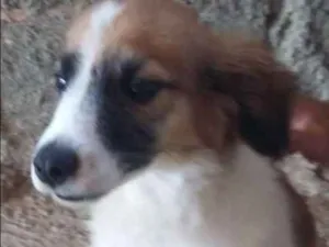 Cachorro raça  idade 1 ano nome Dumbo