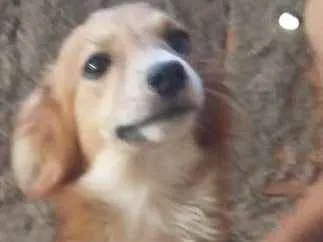 Cachorro raça  idade 1 ano nome -