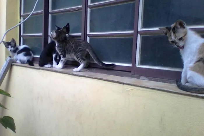 Gato ra a srd idade 2 a 6 meses nome varios