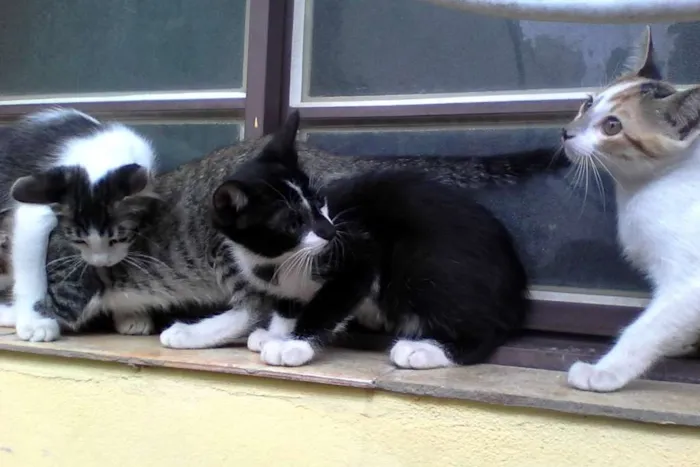 Gato ra a srd idade 2 a 6 meses nome varios