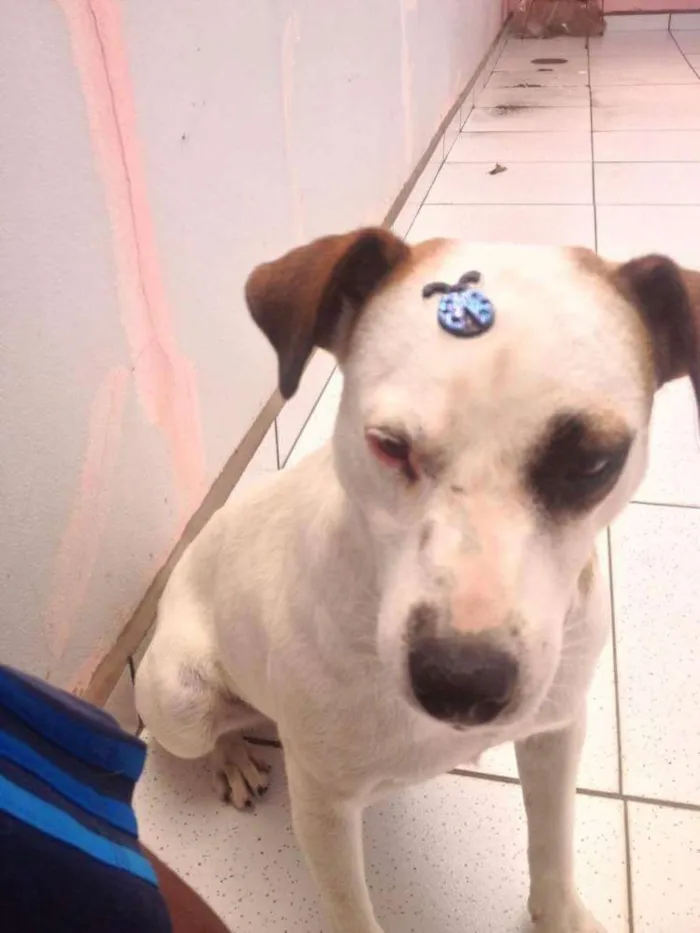 Cachorro ra a Vira Lata idade 7 a 11 meses nome Anitta