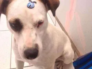 Cachorro raça Vira Lata idade 7 a 11 meses nome Anitta