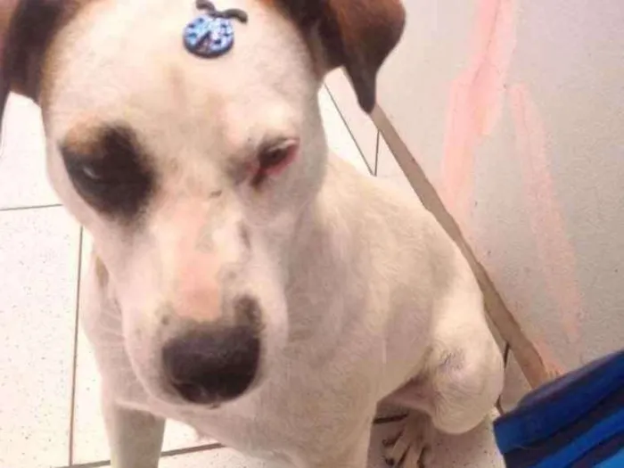 Cachorro ra a Vira Lata idade 7 a 11 meses nome Anitta