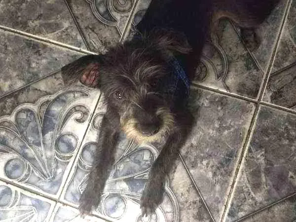 Cachorro raça Vira lata idade 2 a 6 meses nome Sem Nome