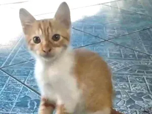 Gato raça Sem raça idade 2 a 6 meses nome Sem nome