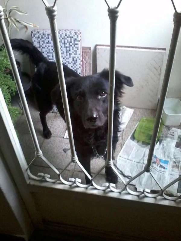 Cachorro ra a Mestiço idade 2 anos nome Pretinho