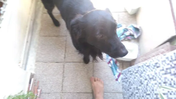 Cachorro ra a Mestiço idade 2 anos nome Pretinho