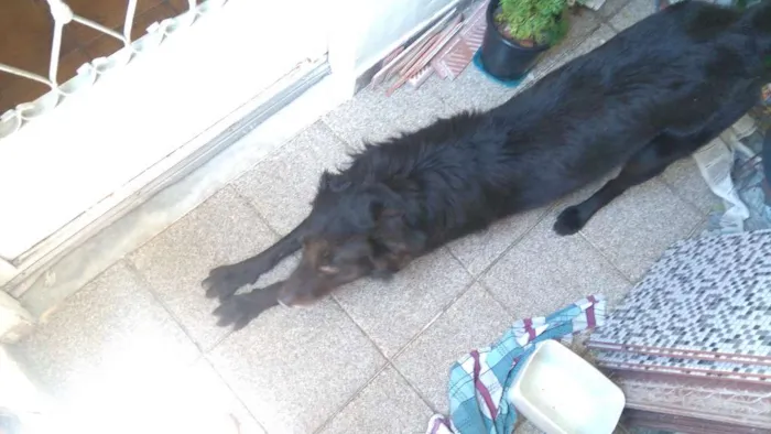 Cachorro ra a Mestiço idade 2 anos nome Pretinho