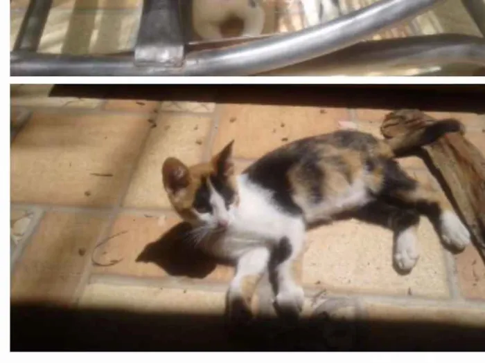 Gato ra a Nenhuma  idade 2 a 6 meses nome Sem nome 
