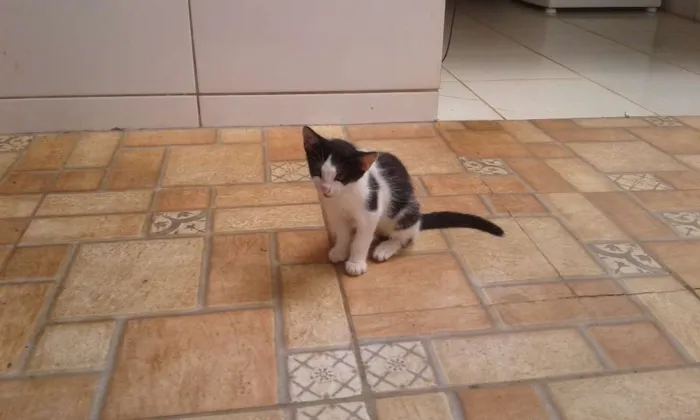 Gato ra a Nenhuma  idade 2 a 6 meses nome Sem nome 