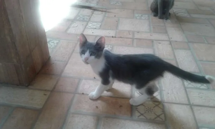 Gato ra a Nenhuma  idade 2 a 6 meses nome Sem nome 