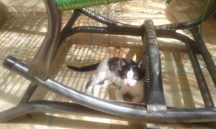 Gato ra a Nenhuma  idade 2 a 6 meses nome Sem nome 