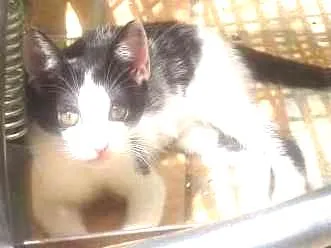 Gato ra a Nenhuma  idade 2 a 6 meses nome Sem nome 