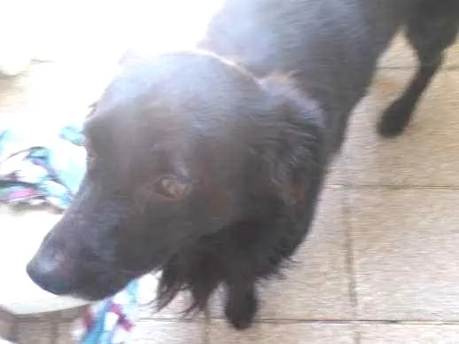 Cachorro ra a Mestiço idade 2 anos nome Pretinho