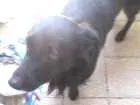Cachorro raça Mestiço idade 2 anos nome Pretinho