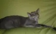Bolinha 