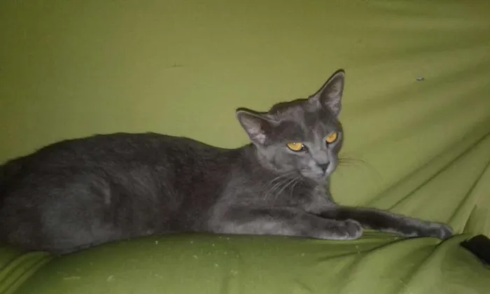 Gato ra a Nenhuma  idade 1 ano nome Bolinha 