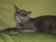 Bolinha 