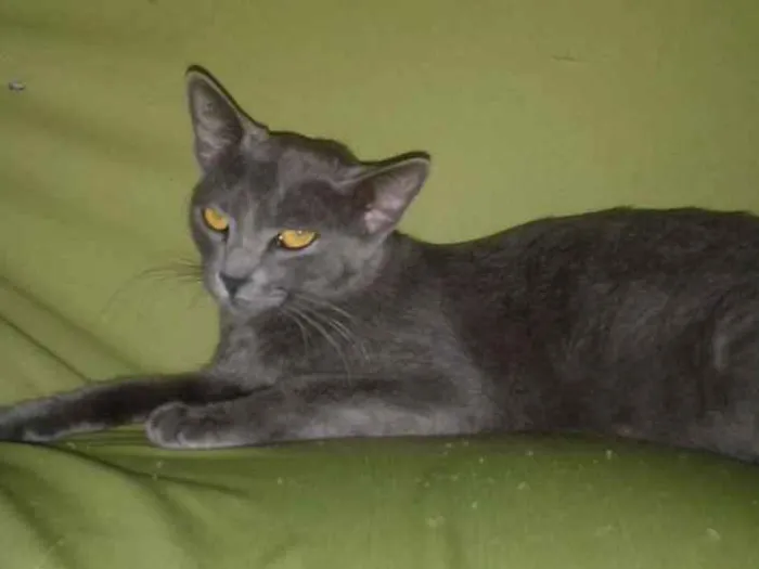 Gato ra a Nenhuma  idade 1 ano nome Bolinha 