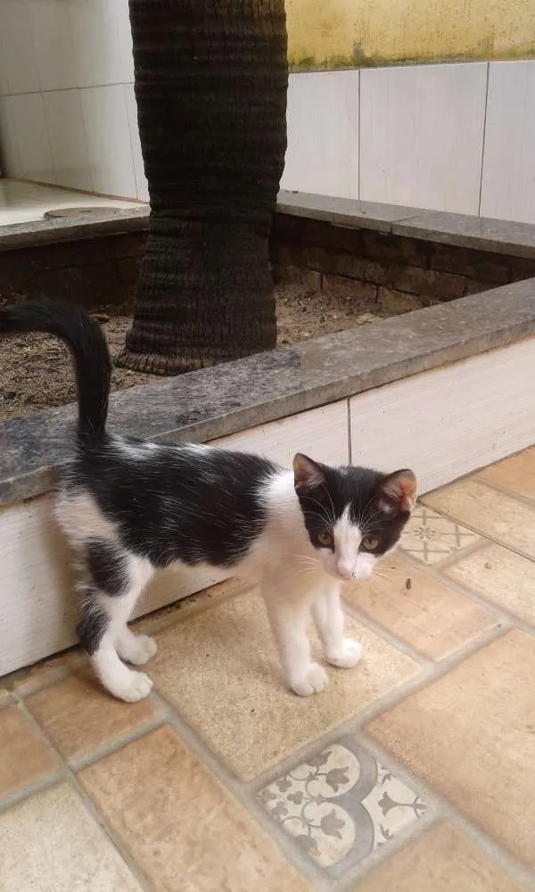 Gato ra a Nenhuma  idade 2 a 6 meses nome SeMuito nome 