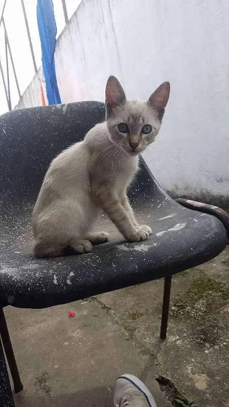 Gato ra a Desconhecida idade 2 a 6 meses nome Não tem nome 