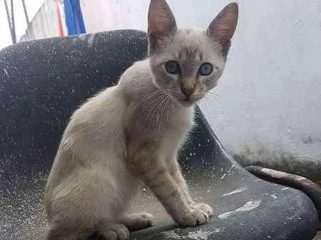 Gato ra a Desconhecida idade 2 a 6 meses nome Não tem nome 