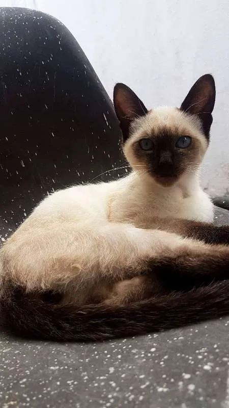 Gato ra a Desconhecida idade 2 a 6 meses nome Não tem nome 
