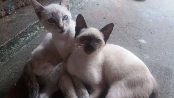 Gato ra a Desconhecida idade 2 a 6 meses nome Não tem nome 