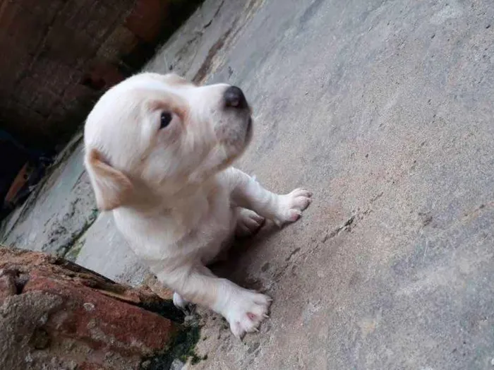 Cachorro raça Pinscher misturado idade Abaixo de 2 meses nome Filhote 
