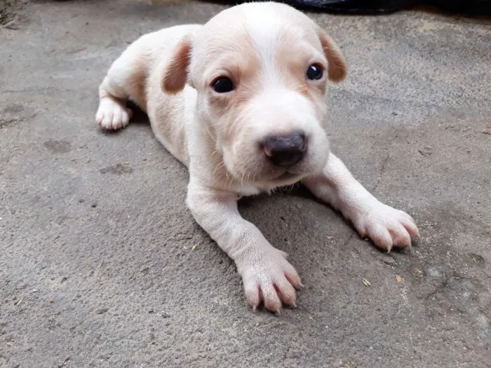 Cachorro raça Pinscher misturado idade Abaixo de 2 meses nome Filhote 