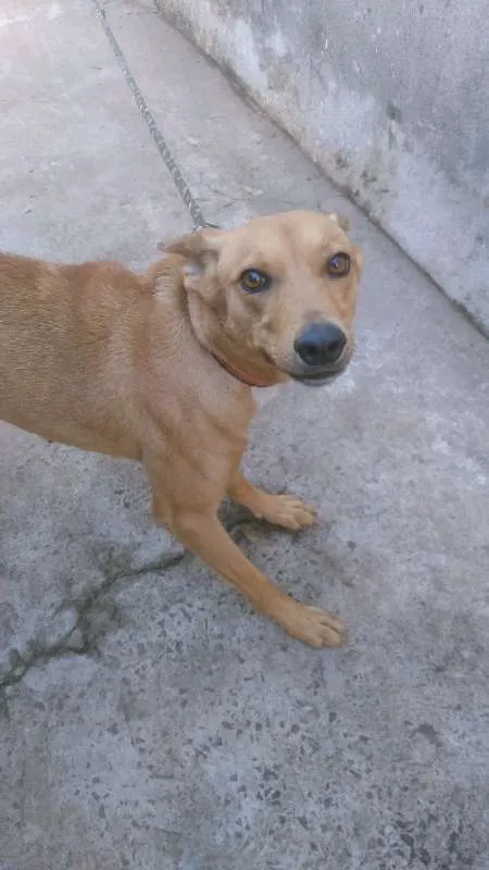 Cachorro ra a não sei idade 2 anos nome Tulipa 