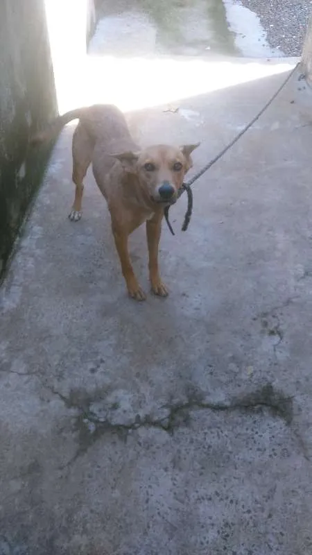 Cachorro ra a não sei idade 2 anos nome Tulipa 